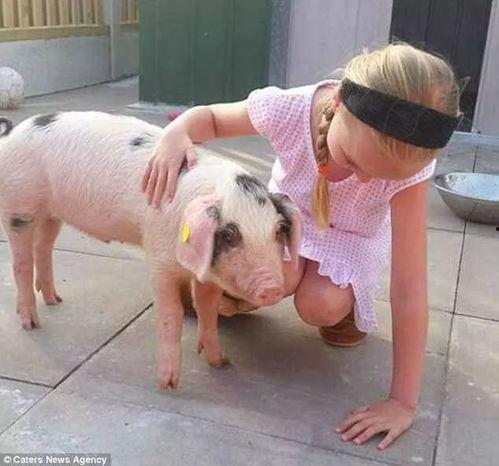 大肥猪变成人的视频,奇幻之旅的奇幻奇遇