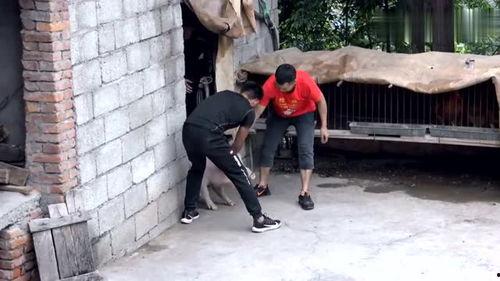 大肥猪变成人的视频,奇幻之旅的奇幻奇遇