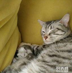 短猫短视频成人,捕捉成人的瞬间魅力