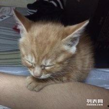 短猫短视频成人,捕捉成人的瞬间魅力  第2张