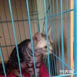 短猫短视频成人,捕捉成人的瞬间魅力  第3张