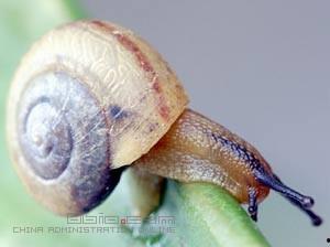 蜗牛怎样蜕变成人类视频