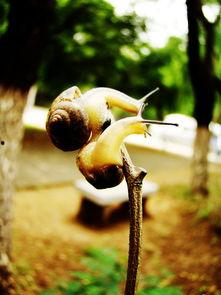 蜗牛怎样蜕变成人类视频  第2张